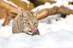 2013-winter-luchs-04-bl-20