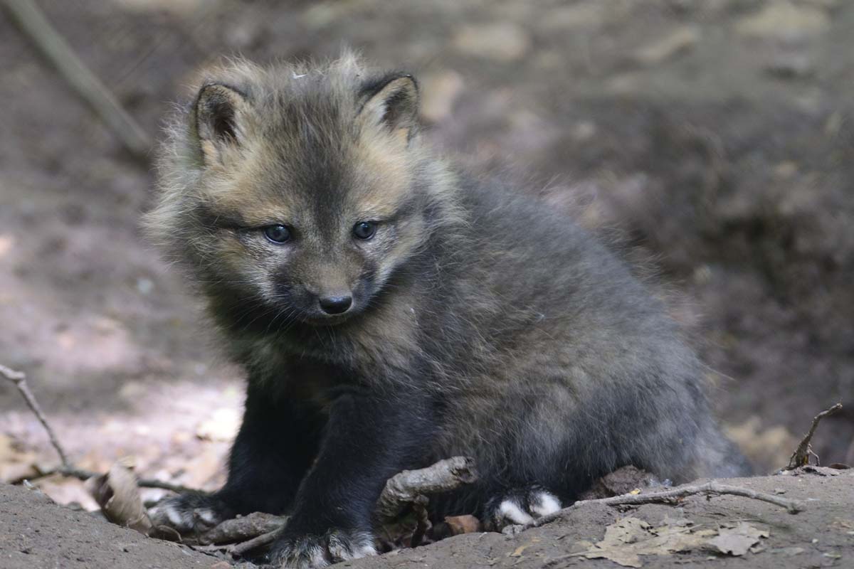 Frecher Rotfuchs-Nachwuchs im Wildparadies Tripsdrill