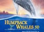 „Humpback Whales – Buckelwale im Pazifik“