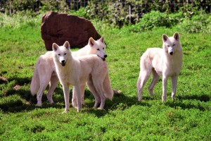 wp-110820-tripsdrill-04-WP