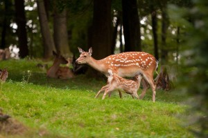 Wildparadies Tripsdrill