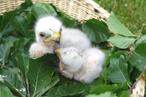 koenigsbussard-kl-Ko