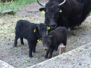 nachwuchs-yak-Na