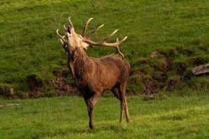 hirschbrunft-1-mg-kl-Hi