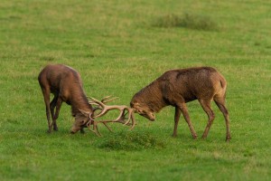 rothirsche-brunftkampf-mg-kl-Ro