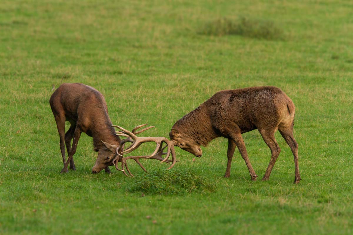 rothirsche-brunftkampf-mg-kl-Ro