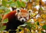 Tiere freuen sich über fallendes Laub – Herbst im Zoo Heidelberg