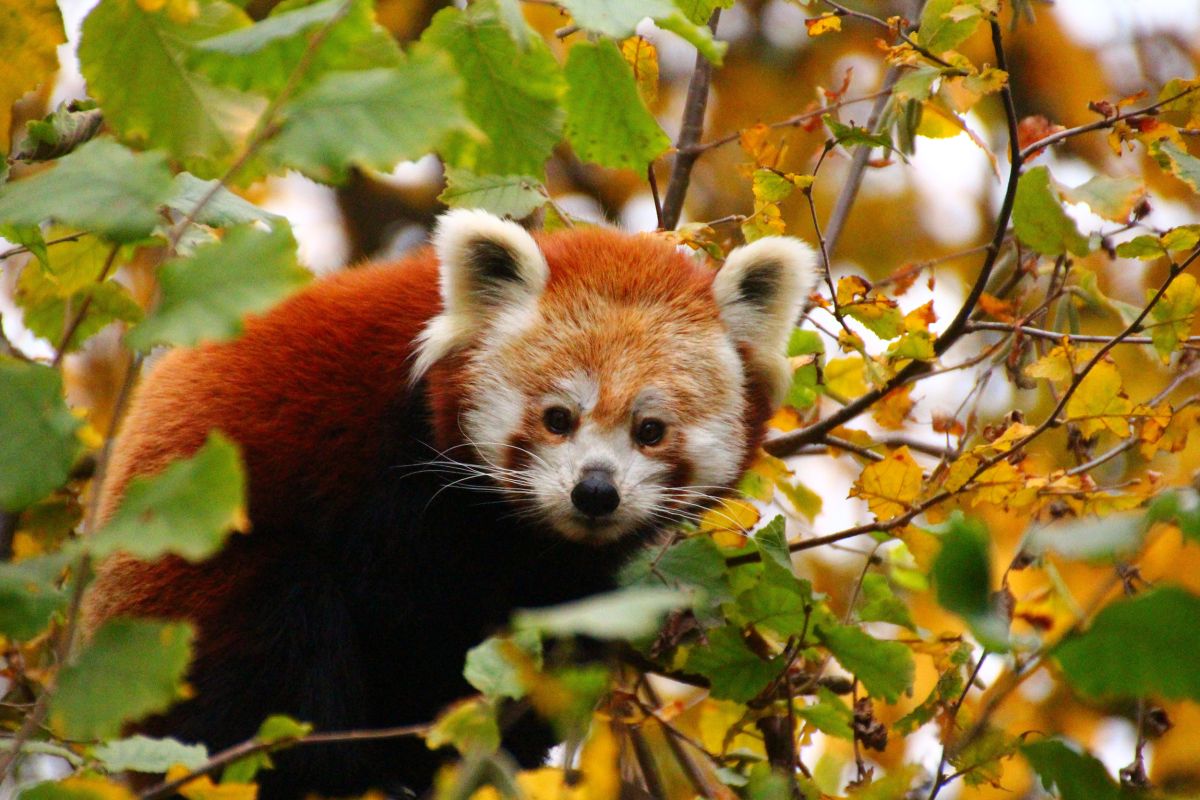 Tiere freuen sich über fallendes Laub – Herbst im Zoo Heidelberg
