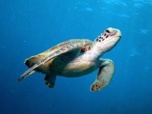 Meeresschildkroete