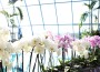 Orchideentausch und Spendenaktion