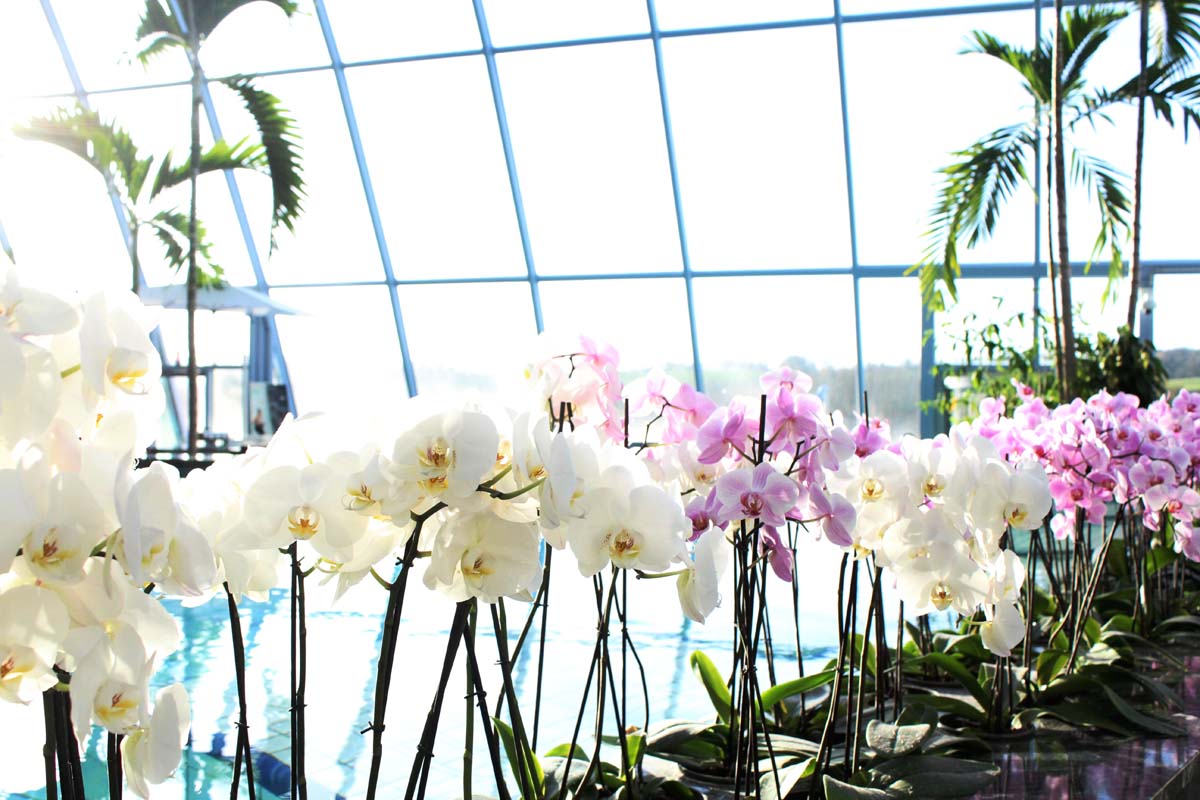 Orchideentausch und Spendenaktion