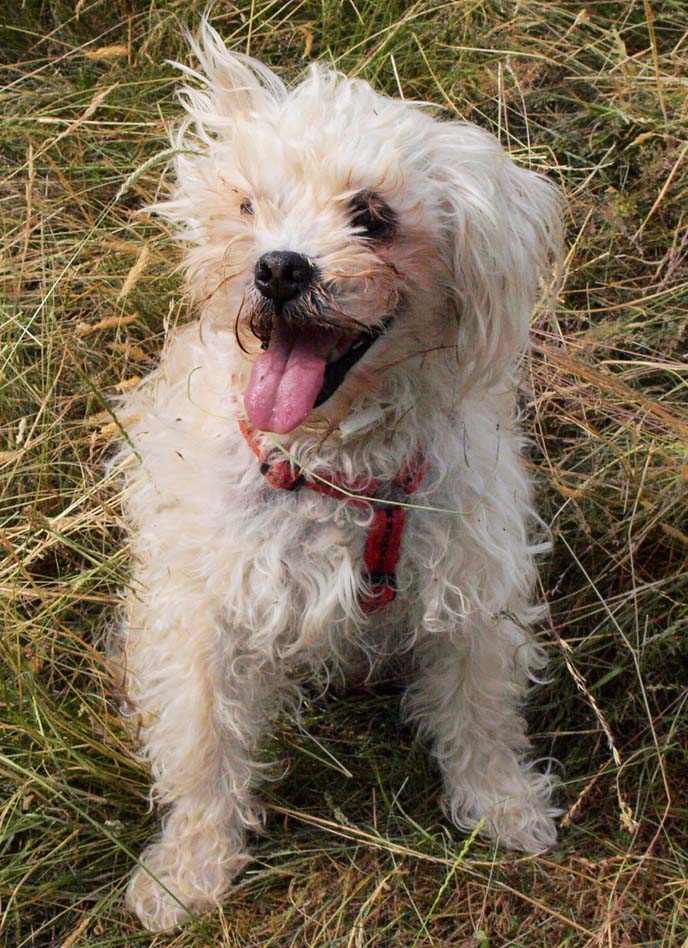 Gesundheitsvorsorge bei Hunden