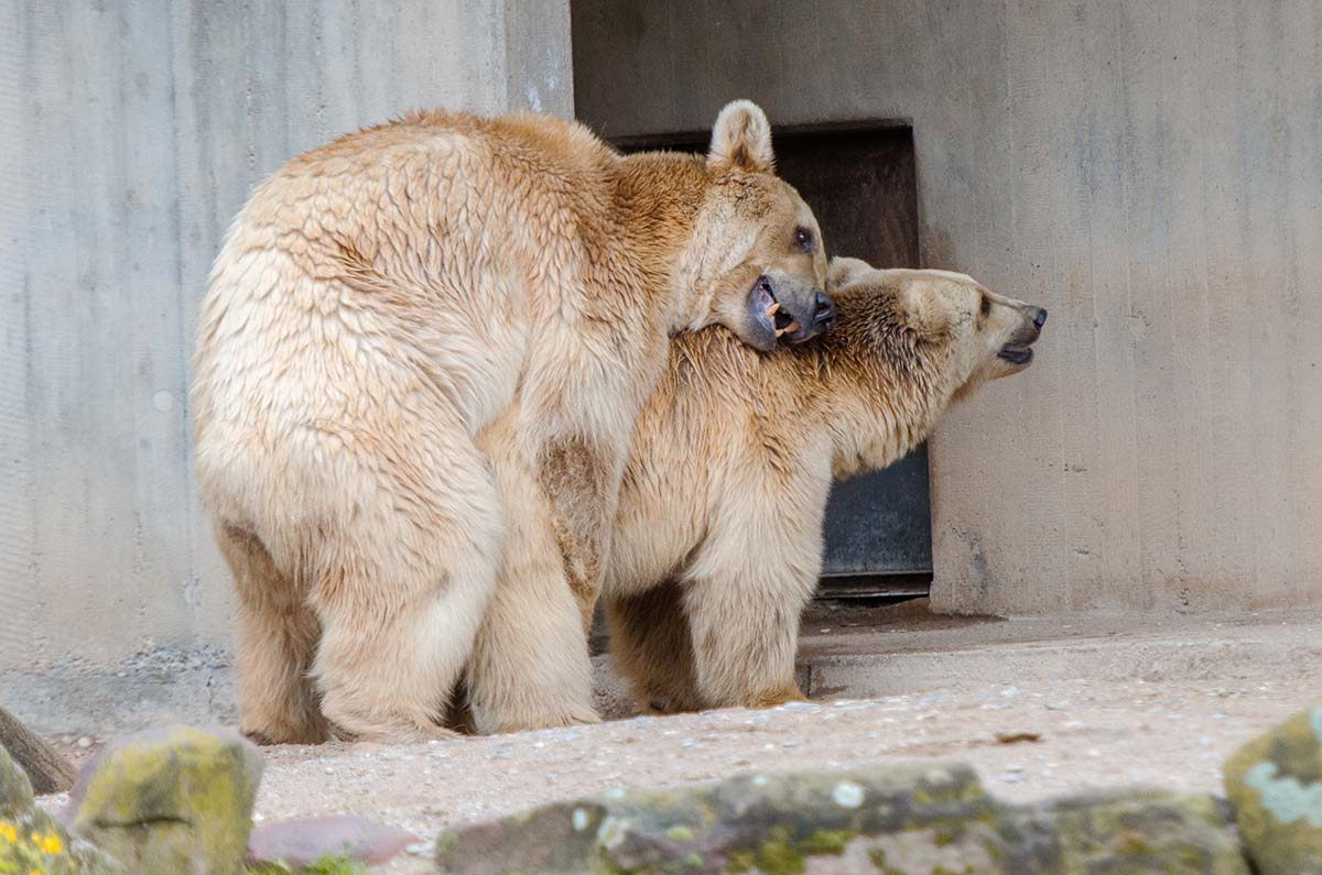 So lieben die Zootiere