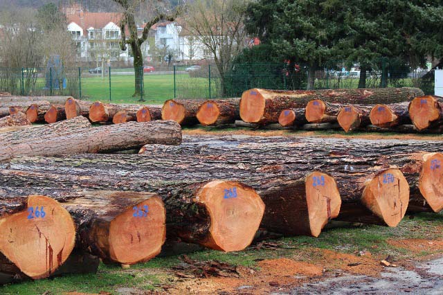 Kreisforstamt versteigert wertvolle Nadelholzbäume