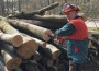 Kampf den Holzdieben