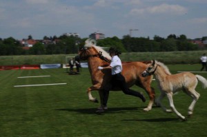Pferdeschau mit Zuchtstutenprämierung