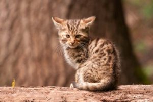 nachwuchs-wildkatzen-Na