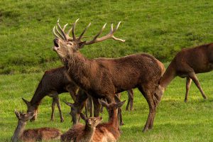 hirschbrunft-mg-neu-Hi