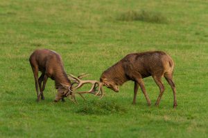 rothirsche-brunftkampf-Ro