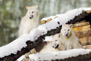 polarwoelfe-schnee-01-po