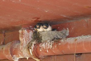 rauchschwalben-foto-rudolf-barg