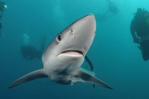 foto_-f-kremer-obrock-suedafrika-blauhai-jpg