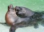 Valentinstag im Zoo Heidelberg für Erwachsene – So lieben die Zootiere