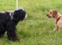 Hunde verstehen – Sprachkurs für Hundehalter