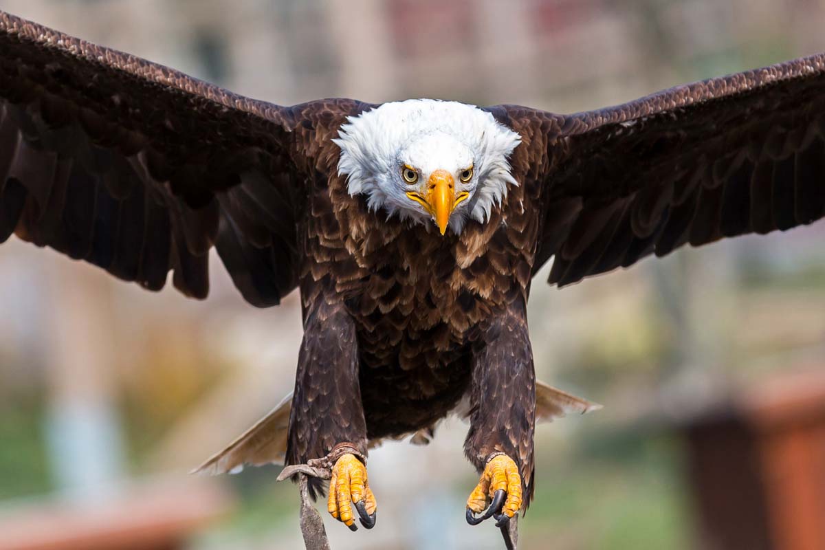 wildparadies-weisskopfseeadler-Wi