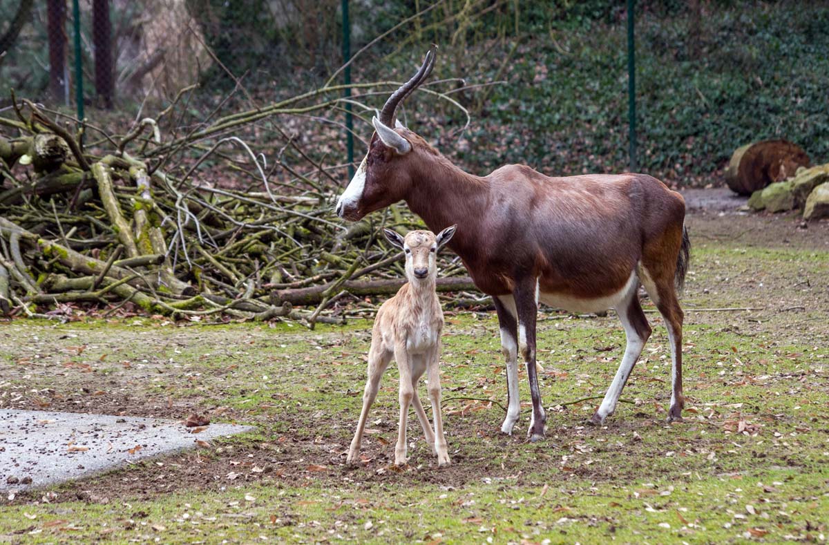 Jetzt exklusiv für Mamas und Minis: Der „Mutter-Kind-Tag“ im Heidelberger Zoo!