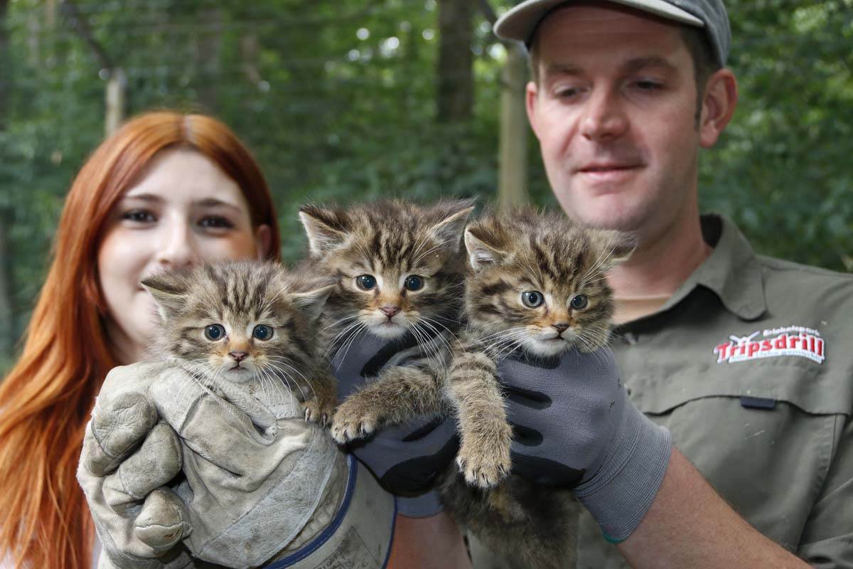 wildkatzen-1-Wi