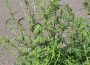 Ambrosia-Pflanzen können Allergien auslösen