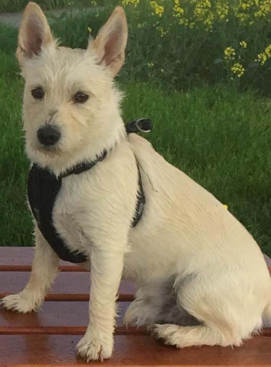 Wir suchen Mogli- Suche abgesagt