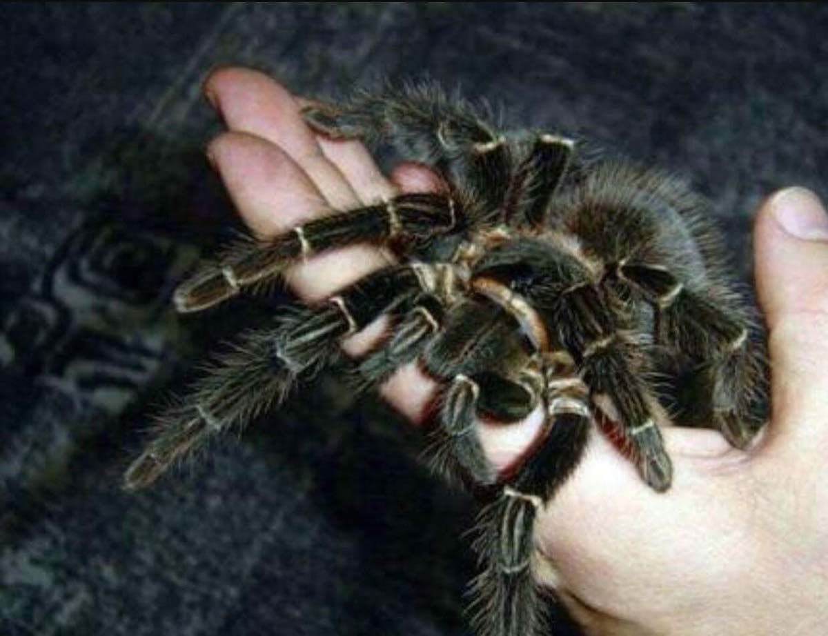 Insektopia in der Elsenzhalle