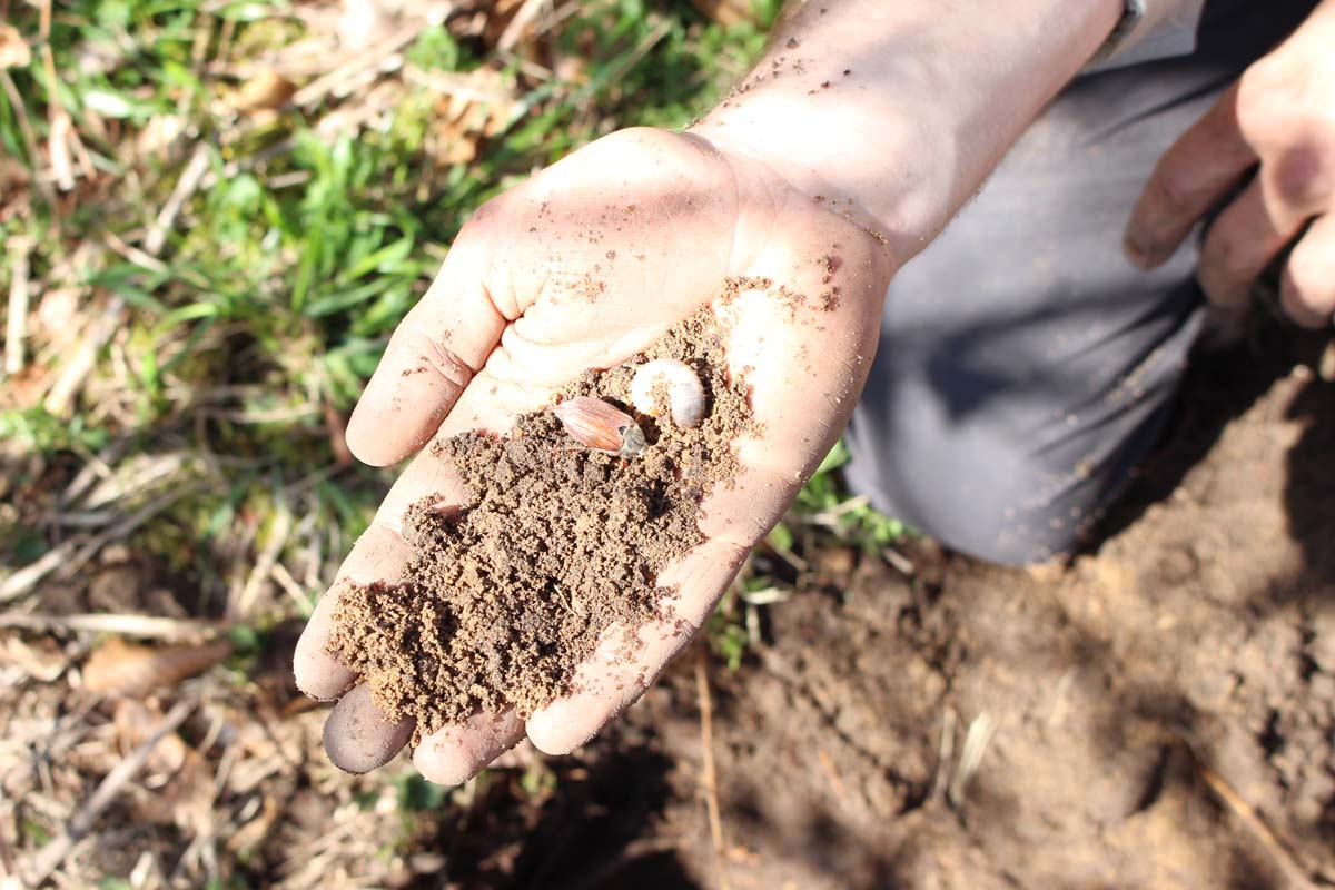 Maikäfer_Petermann (1)