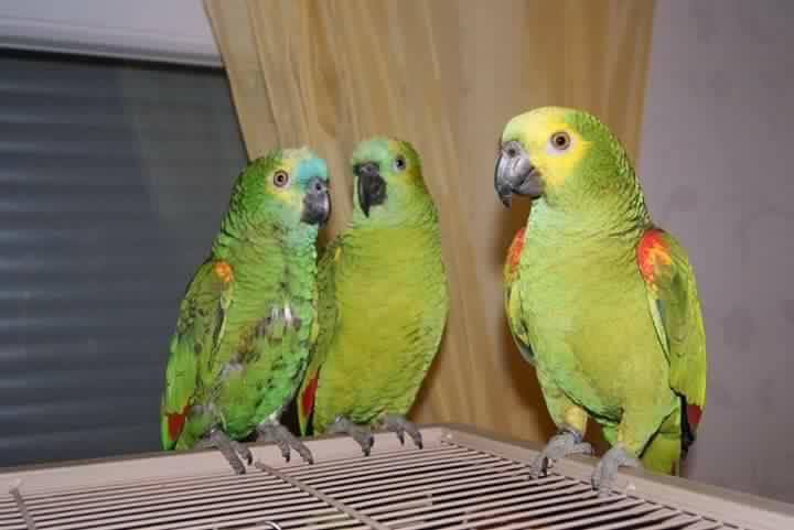 Vögel als Haustiere, vom Wellensittich bis zum Papagei