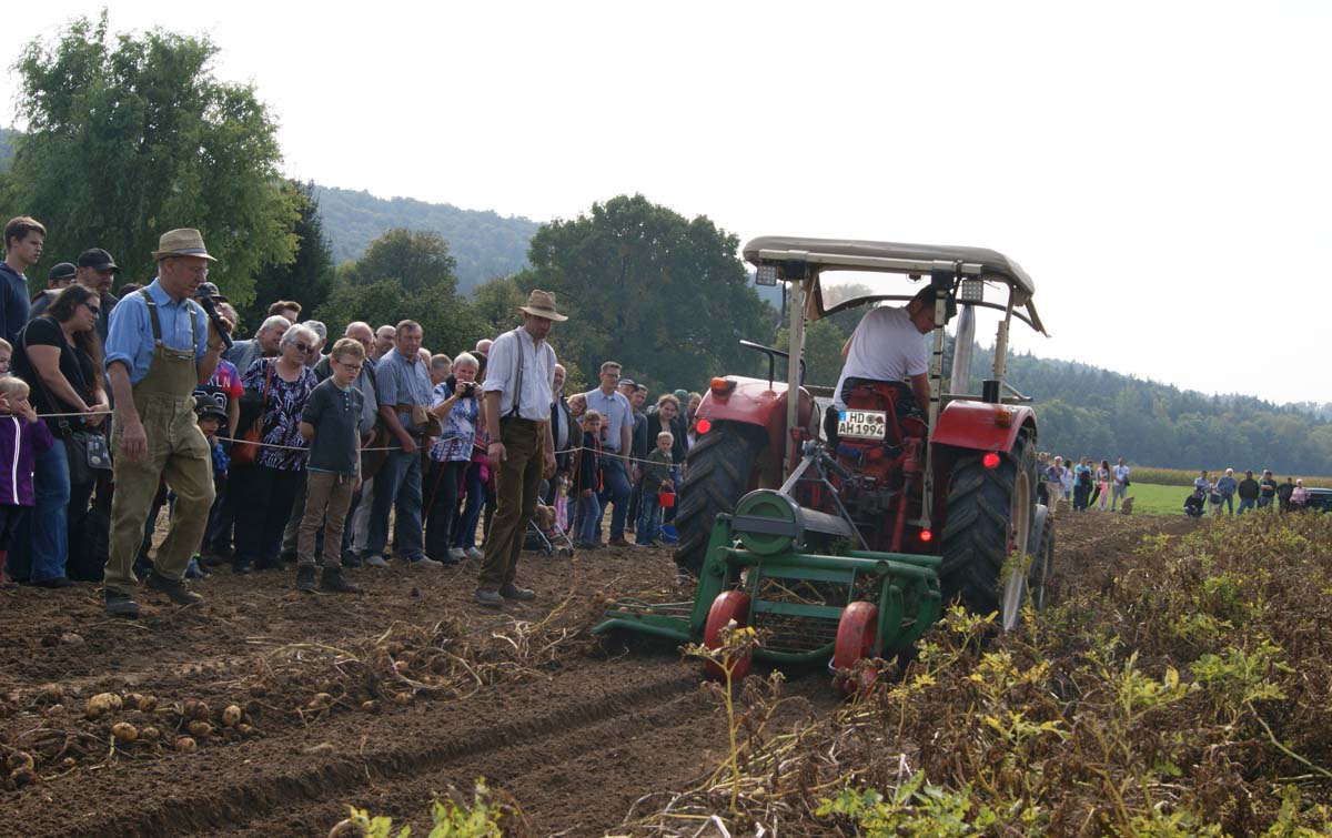 18. historischer Kartoffeltag der Dreschgemeinschaft Dühren