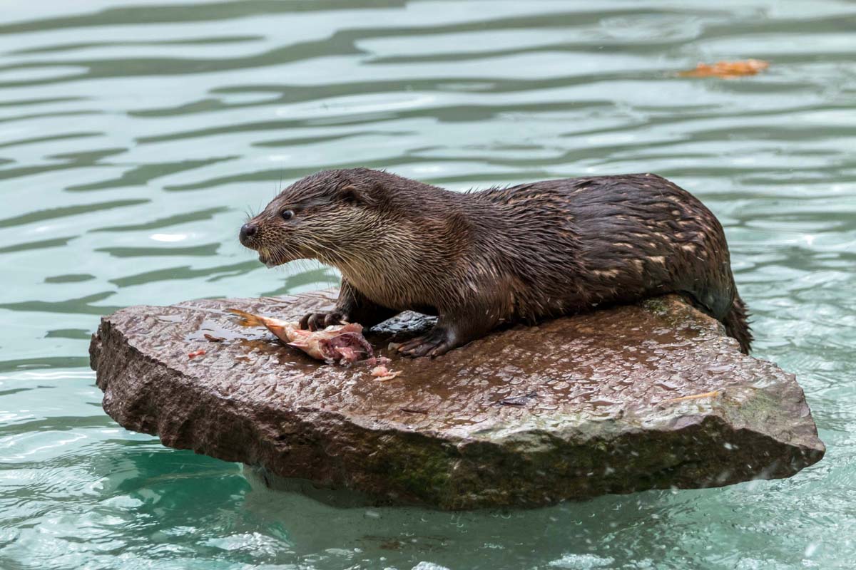 Fischotter_Tripsdrill