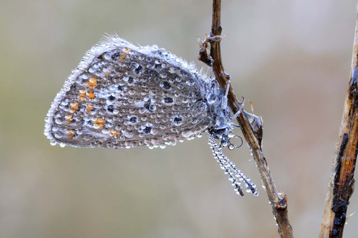 2018_12_03_BNPe3 ein Bläuling im Morgentau; Oliver Gutknecht