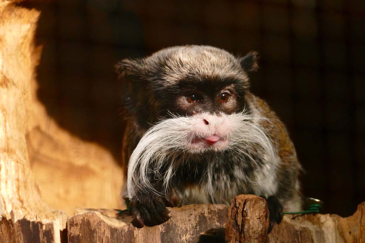 So ein Affentheater in der Zooschule Heidelberg