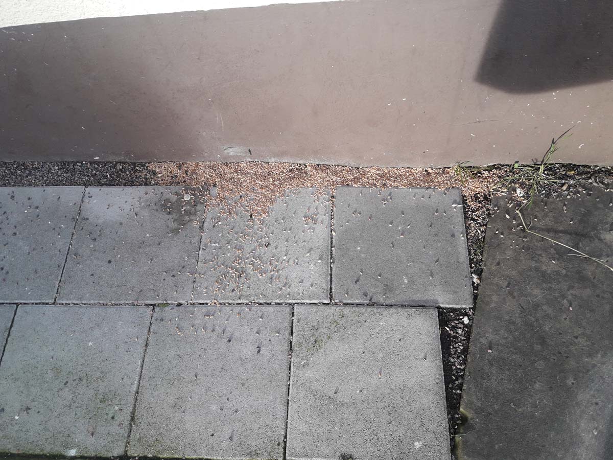 Taubenfütterung Bahnhofstraße_Jan 2019