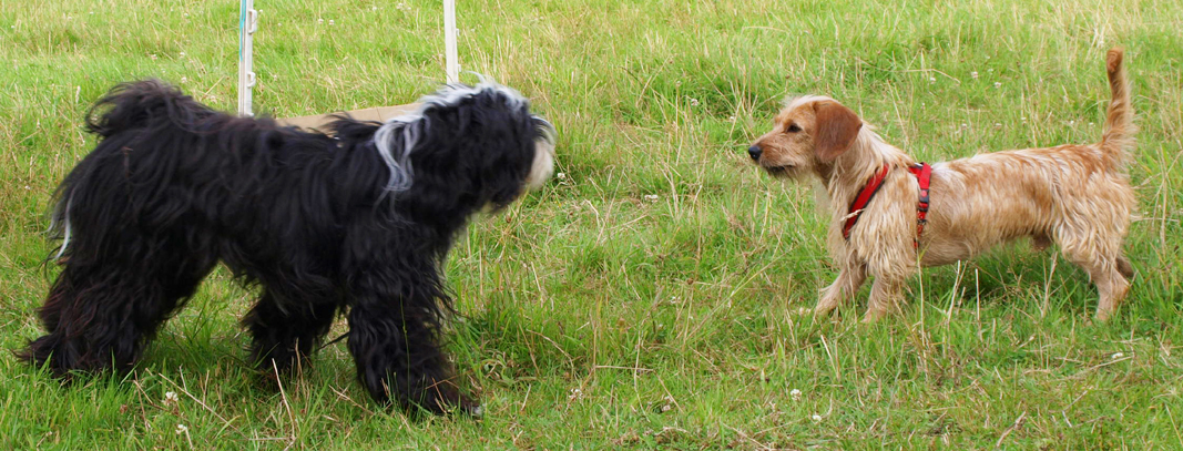 „Hunde verstehen – Sprachkurs für Hundehalter“