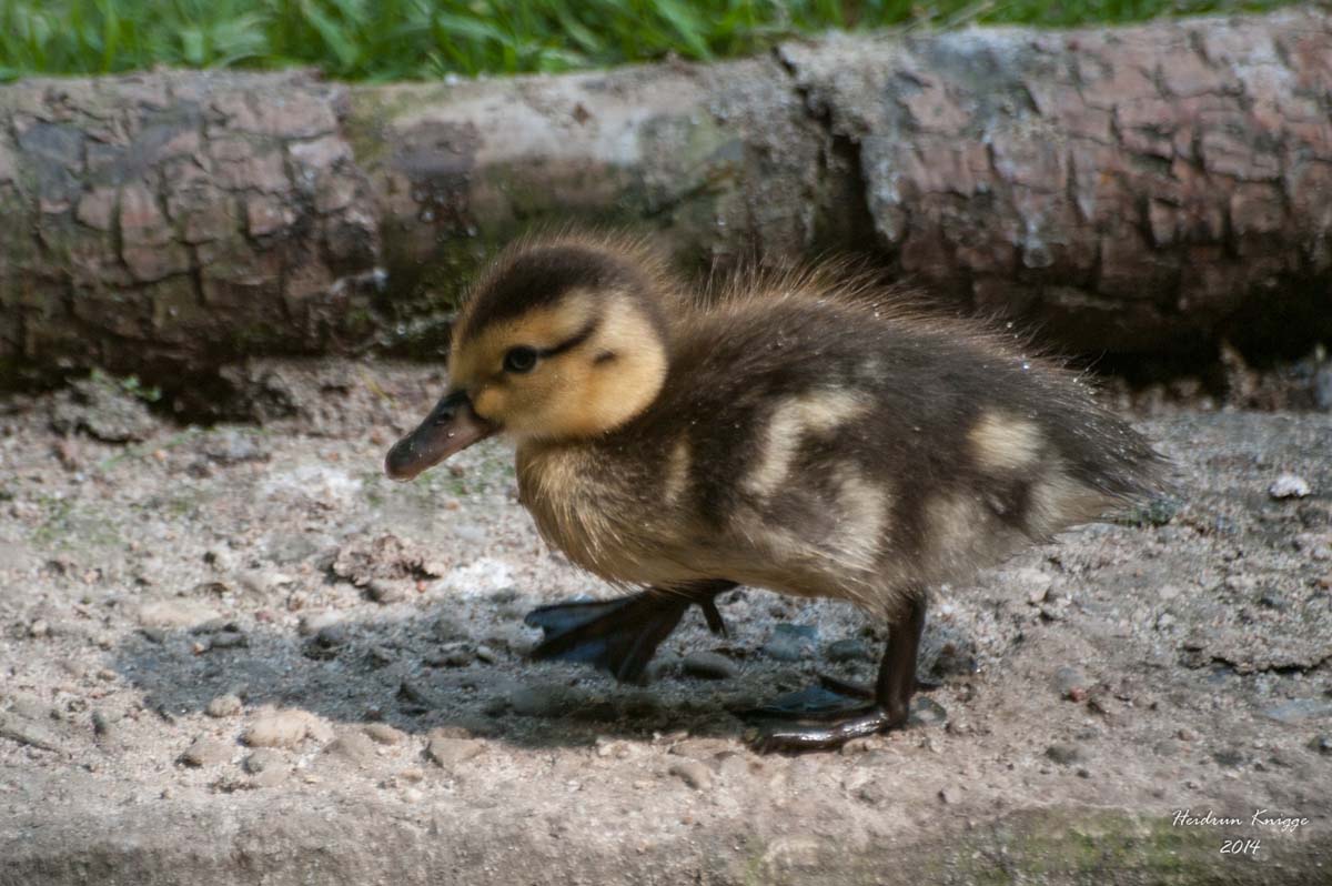 Küken (HeidrunKnigge _ZooHeidelberg)