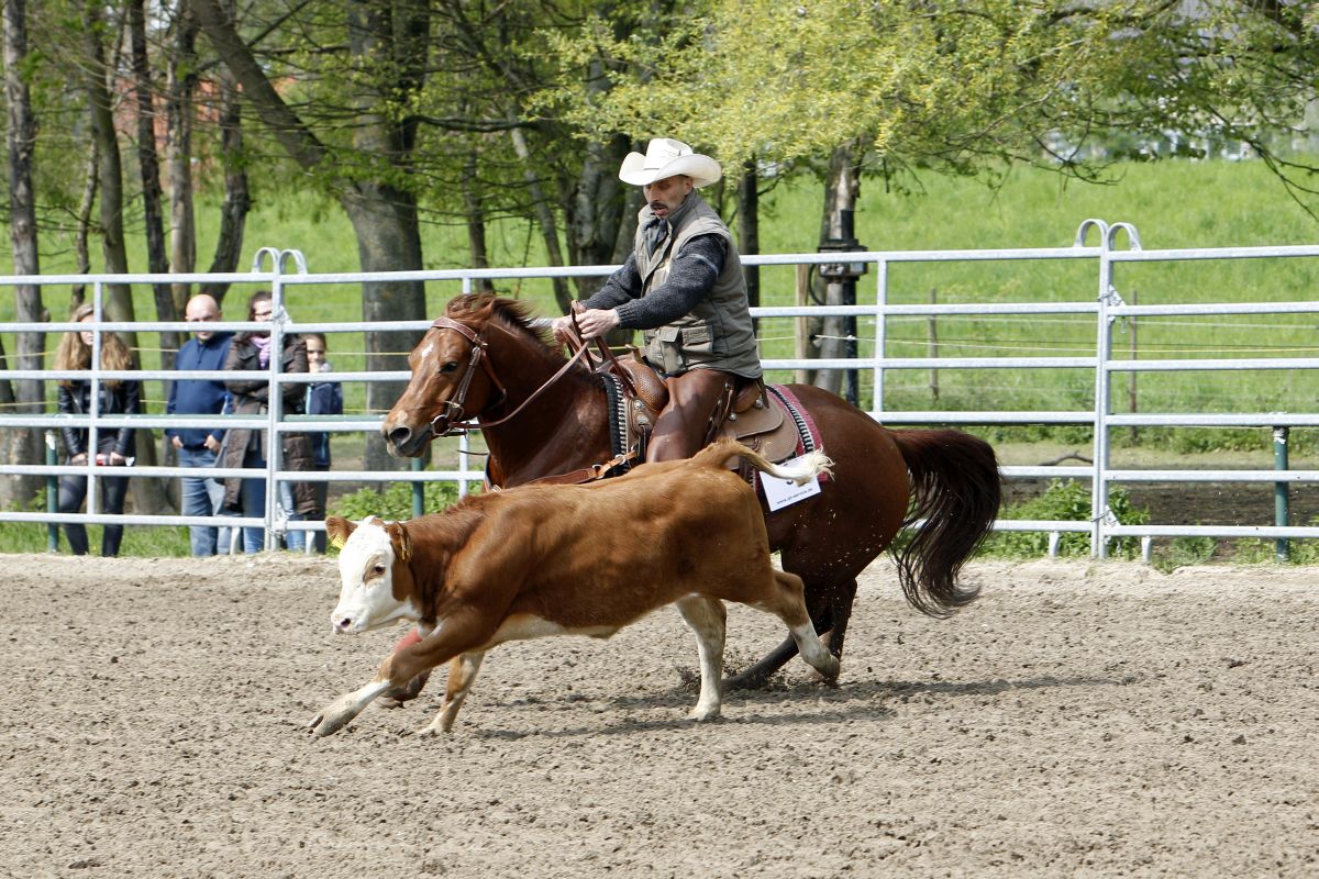 WorkingCowhorse_T6Q3940 STEEN