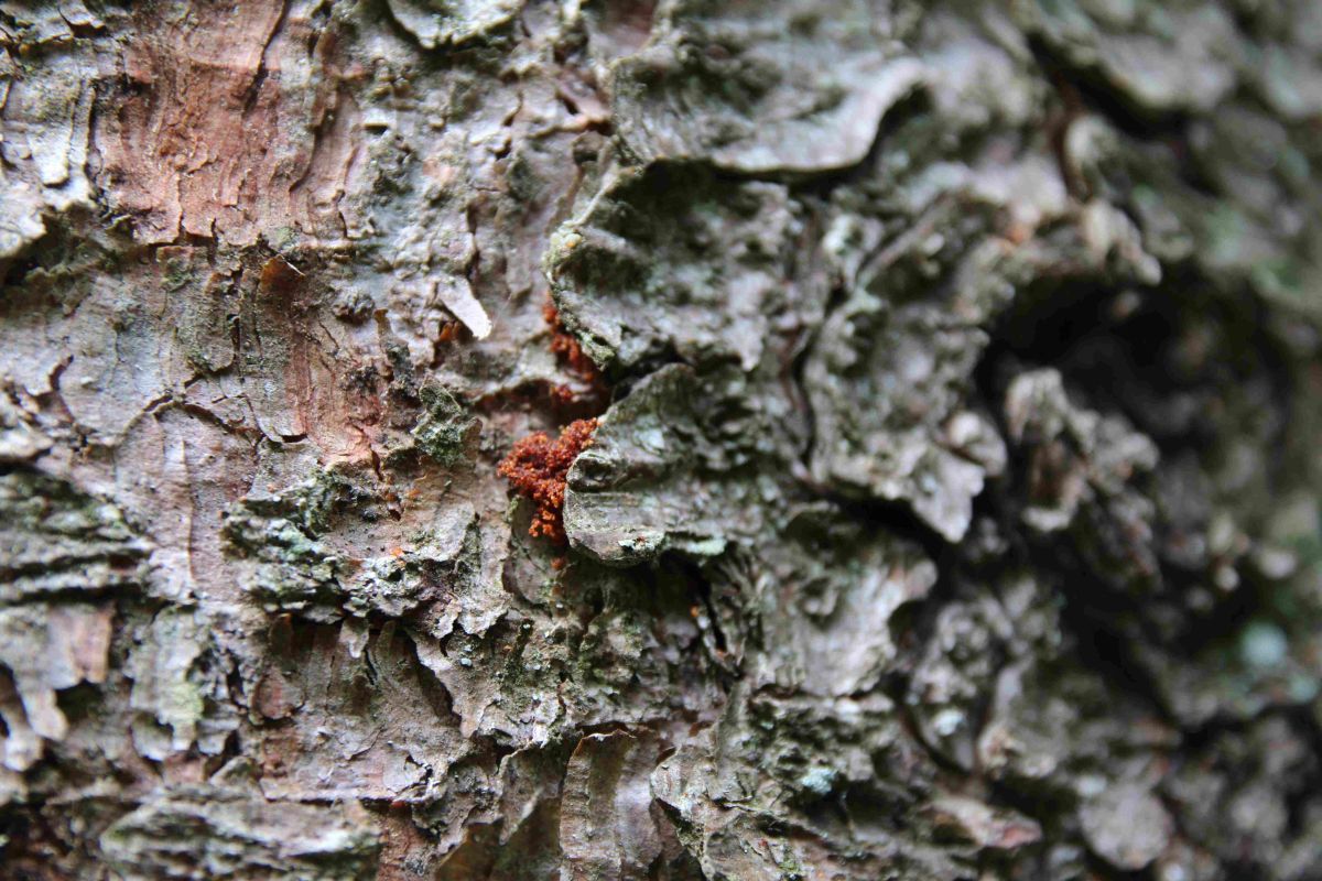 Bohrmehl_unter_Rindenschuppen_FVA_BW