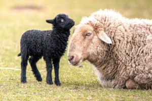 Blauzungenkrankheit bei Schafen und Rindern im Rhein-Neckar-Kreis festgestellt