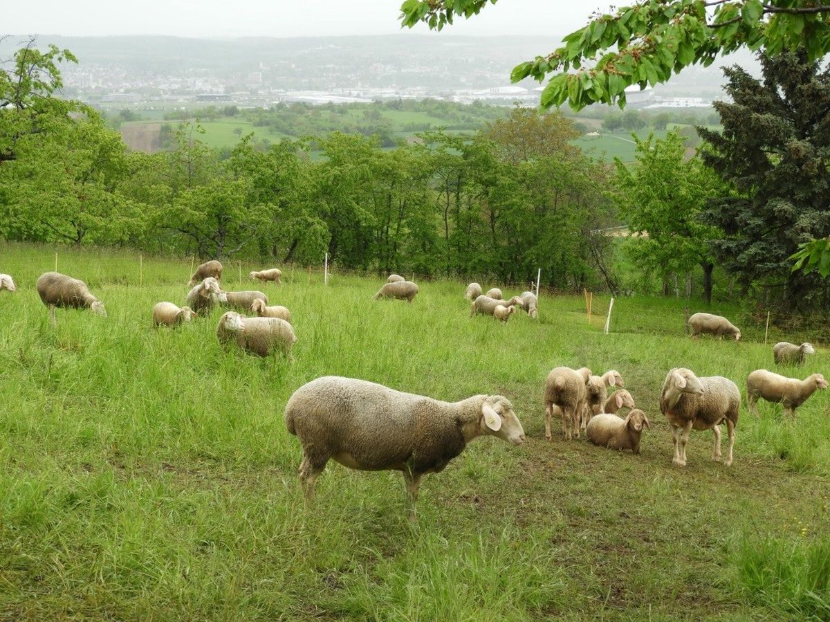 Vierbeinige Landschaftspfleger im Einsatz am Steinsberg