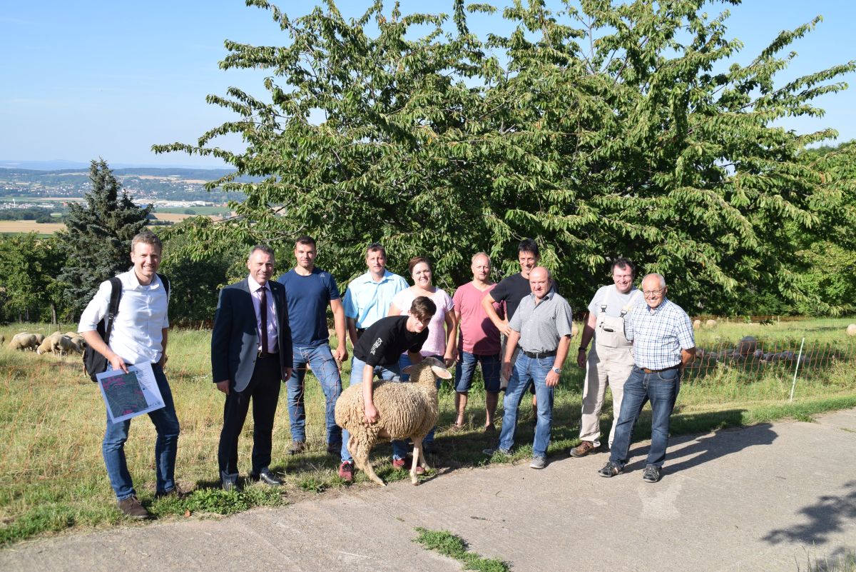Schafe am Steinsberg