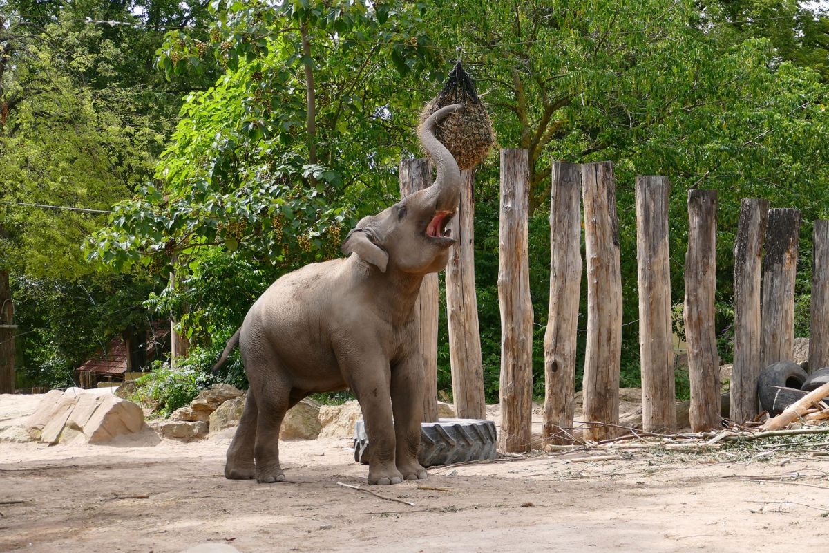 WorkshopErwachsene_Tierbeschaeftigung (Zoo Heidelberg)