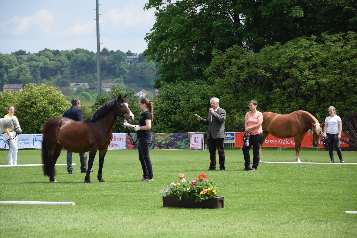Wieder Zuchtstutenpr&auml;mierung am Fohlenmarkt
